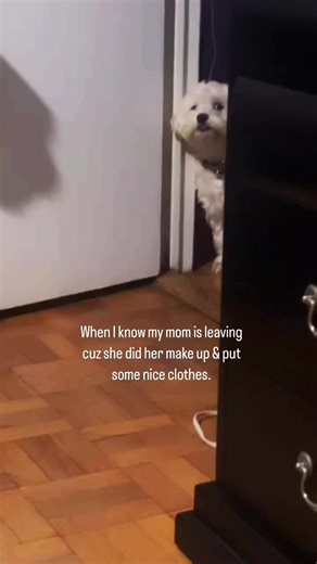 This is how it be like… Marley gets more anxious when he’s going out because of excitement. Is this relatable? #cockapoo #fyp #cockapoooftiktok #explorepage #onelove