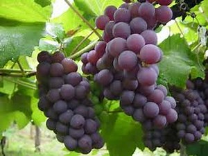 Las uvas y la salud