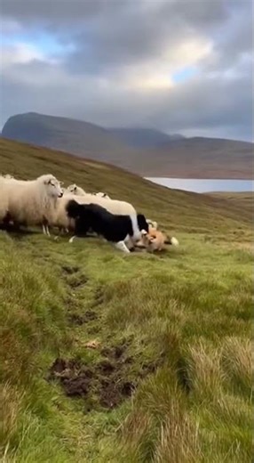 Border Collie: Protector of the Scottish Highlands