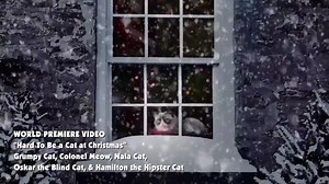 2K reactions · 2.1K shares | Es ist nicht leicht, an Weihnachten eine Katze zu sein - Dieses Lied singt wohl vielen Katzen aus der Seele! Sehr sehenswert :) (Video @ youtube.com / Grumpy Cat Stars in "Hard To Be a Cat at Christmas" Music Video) | Katzen | Facebook