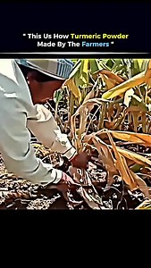 @solved_science on Instagram: "Turmeric powder is made by farmers through a traditional yet meticulous process that starts with harvesting mature turmeric roots from the soil. These roots are cleaned thoroughly to remove dirt and then boiled or steamed to soften them and enhance color and aroma. Once boiled, the roots are dried under sunlight for several days until they become hard and brittle. Farmers then grind the dried roots into a fine yellow powder using mechanical or stone grinders. The p