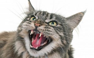 Ce să faci dacă te mușcă pisica