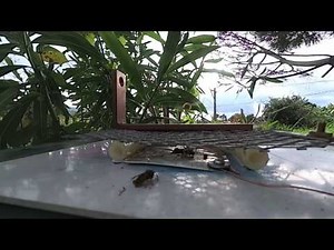 Wasp explodes in wasp zapper [240 FPS]