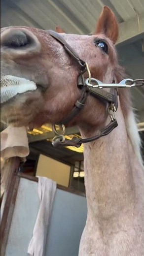 Pony asmr #pony #equestrian #asmr