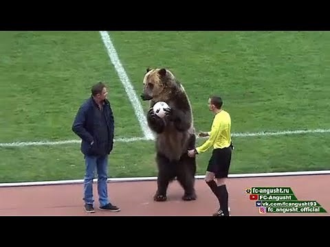 Bear helps kick off Russian football match