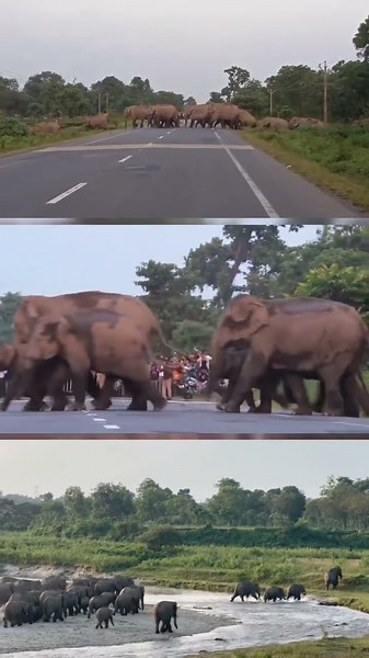 77 elephants guided safely from Naxalbari to Bagdogra as forest staff stopped traffic and a train.