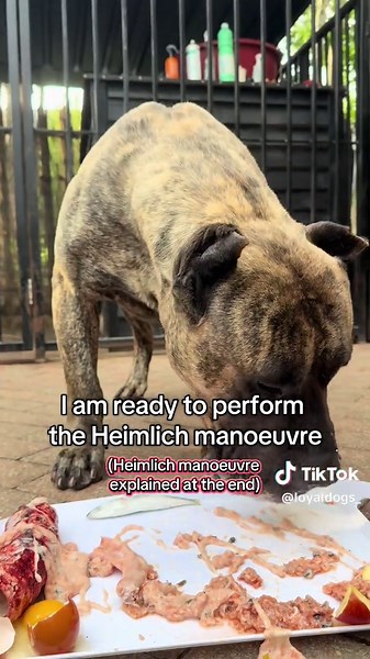 The heart attack moment your dog starts choking and what to do if your dog is choking on food