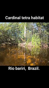 Ever wondered where cardinal tetras live! Drop underwater in this video to find out.. #cardinal #tetra #fish #tropicalfish #aquariumfish #fishtank #fishstore #fishshop #underwater #dive #nature #Amazon #amazonriver #amazonrainforest | Premier aquatics ltd