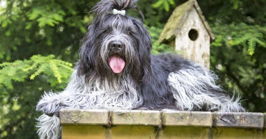 These 6 Shaggy Dogs Will Wrap You in Warmth, Say Experts