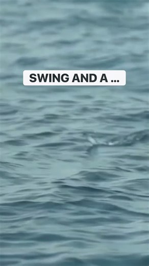 13K views · 25 reactions | MISS!!  Trolling live ballyhoo around the reef for barracuda… Always good action with these fish! #intothebluetv #barracuda #fishing #floridakeys #reef #offshore | Into the Blue | Facebook