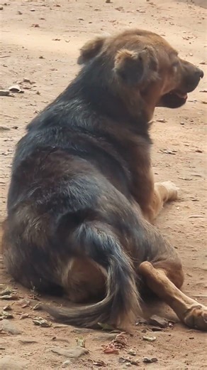 lovely dogs #dogs #animals #funnypets #shorts #funny #zoo