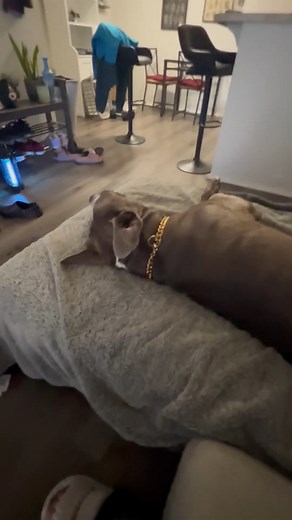 5.8K views · 41 reactions | Well he certainly needs no auto-tune #funnydog #singing #pets | Reader's Digest | Facebook