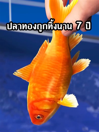 ปลาทองถูกทิ้งนาน 7 ปี พบความงามที่ไม่ธรรมดา