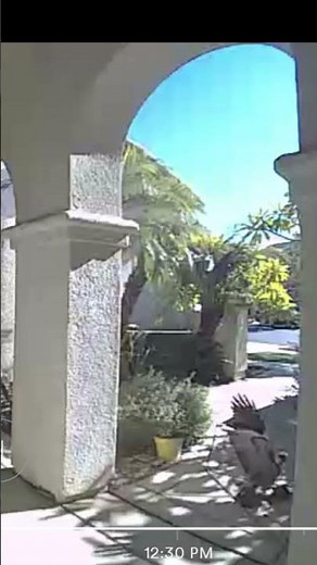 hawk killing squirrel