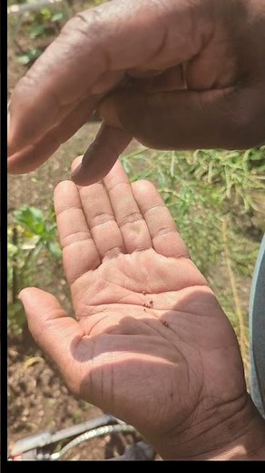 Harvesting Collard Green Seeds: The Final Stage of Growth Revealed!