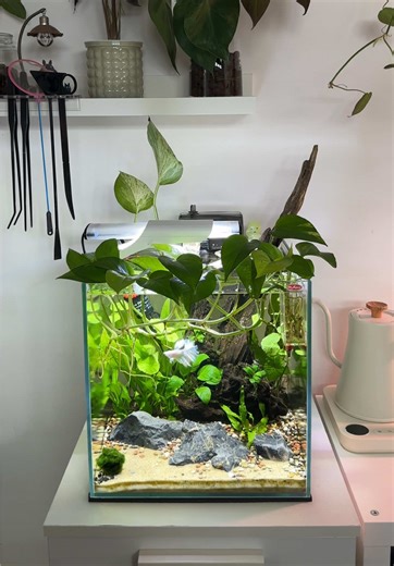 Essential Tips for Betta Fish Care in Your Aquarium