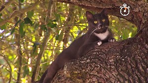 Meet TC, the cat who lives in a tree in southwest Houston