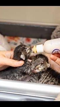 Mary-Kate and Ashley are Saved