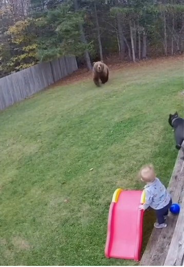 Cane Corso Heroically Defends Toddler from Bear Attack
