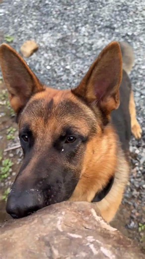 My Dog Fell in Love With a Rock and Now Won't Let It Go