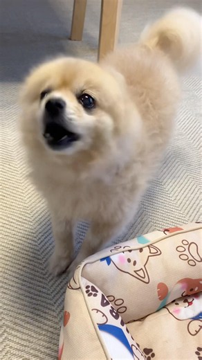 ご飯早く！の鳴き方😂 #ポメラニアン #保護犬 #元繁殖犬