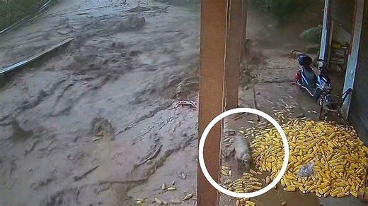 Caught off guard: Lucky dog escapes flash flood at last second