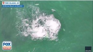 Incredible video shows tuna, dolphins and humpback whales swimming together