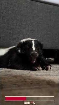 You Don't Want To See This Stomp In Person | Algorithm Cleanse