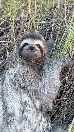 Sloth thanks his rescuer in the cutest way 🥹