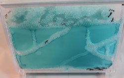 تایم لپس ساخت کلونی مورچه‌ها