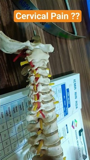 what is Cervical ?? From C1 to C7