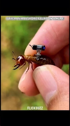 other animals home found on camera vs the last one ❤️💀#shorts