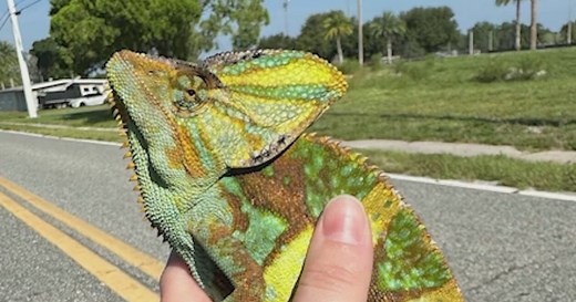 Invasive chameleon clans growing in Florida along Space Coast as people release the exotic pets