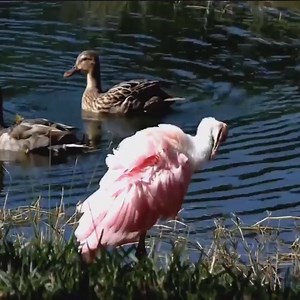 21K views · 545 reactions | Big Animal TV - Top 8 most beautiful birds in the world The Group: Animals World | Big Animal TV | Facebook