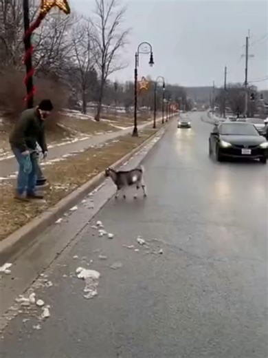 Guided to Safety: Helping Animals with Kindness