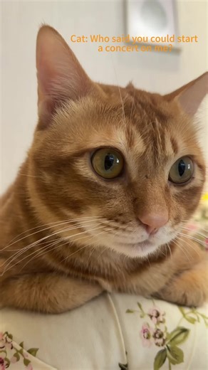 The Cat Concert Has Begun#cat #music #musicalinstruments #cute #funny