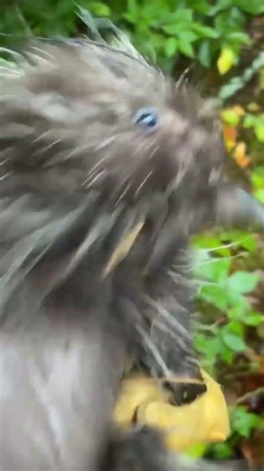 Critter compilation 1