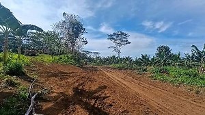 Ang LAPIS at PAPEL mo ang kahoy na 'to nung una mong pumasok sa school,ang punong kahoy ng falcata ay ginagamit na mula pa noong unang panahon at ito ay tinatanim ng mga farmers at hindi po ito basta tumubo nalang sa lupa,ngayon ko lang nalaman na marami pa lang walang alam nito,kung wala to wala ka sanang narating ngayon at wala sanang mga nakapag aral ng kender garten,primary,secondary and degree holder. | Team Lasang