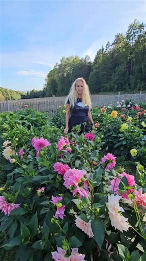 30 reactions · 4 comments | Ny video i Dahlia dyrke tips Dette er hvordan vi gjør det her på gården i vår private hage og i vår test og selvplukkåker. @hagen_paa_syverudgaard #syverudgaard #nettbutikk #blomster #georginer #dahlia #dahliatips #dahliaofinstagram | Syverud Gaard | Facebook