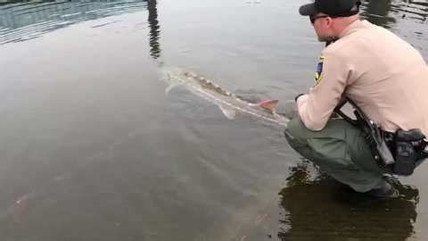 Hippo Part Sales 'Thriving' In US; Wildlife Advocates Seek Protection For The Mammals