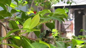 4K HD video of one female Anna’s Hummingbird sitting in a nest adding nesting materials while sitting in the nest, wind blowing nest around.