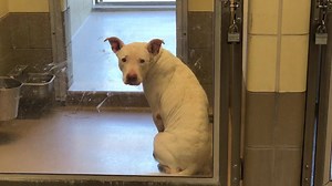 3K views · 99 reactions | RESCUED PER PH Status: GREEN PEARL...