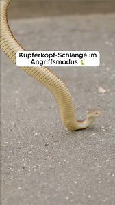 550K views · 2.7K reactions | Ein Biss dieser Schlange t*tet Hunde sofort   Die Schlangenfängerin - Gefahr Down Under  Mittwoch | 22:15 auf #DMAX Previews könnt ihr immer schon 7 Tage vorab auf discovery+ sehen. #SnakeCatcher #Schlangenfängerin | DMAX | Facebook