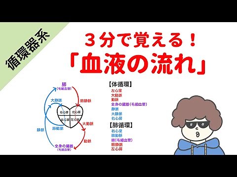 [Learn in 3 minutes!] Blood flow (pulmonary circulation and systemic circulation)