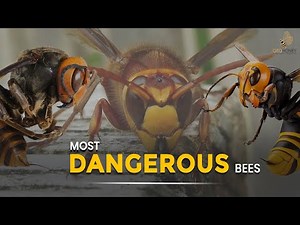 Bee-Ware: The World's Most Dangerous Bee Species | Geohoney