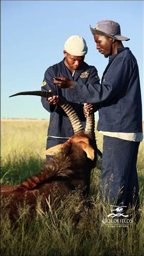 Sable Capture and Capping - Goldfields Game Capture