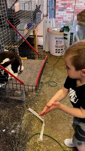 NASS entries are already looking🔥 | Fort Worth's Finest Rabbitry