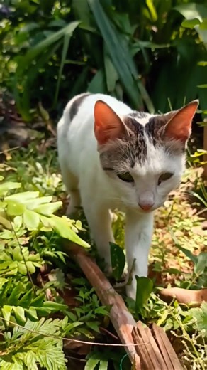 Everyone Is Asking: Have You Ever Seen a Cat This Beautiful? 🐱✨ #catlife #cute #kitten