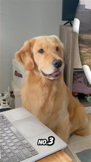 Top 5 Best family dog in India #shorts