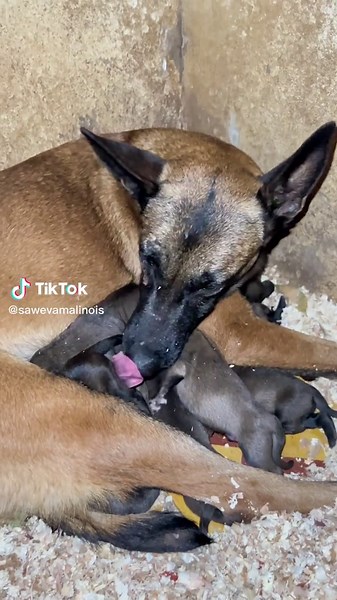 Nursing Brown Dog Cares for Newborn Puppies